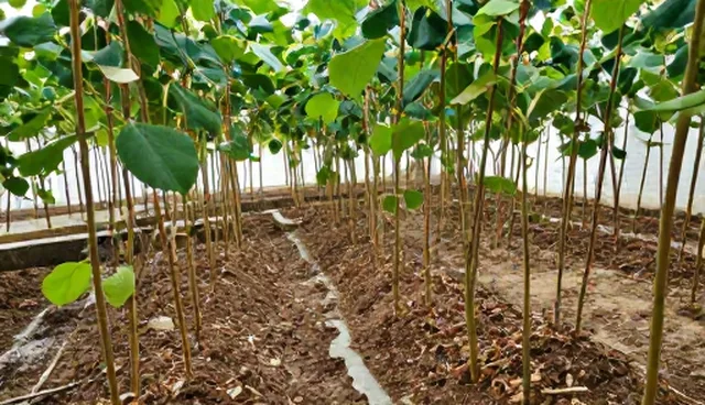 生态产业发展:中药材规范化种植的质量控制要点